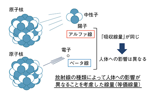 図4　放射線の種類を加味した単位（等価線量：Sv）