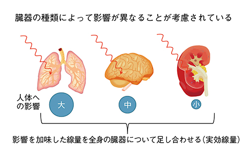 図5　人体への影響を加味した単位（実効線量：Sv）