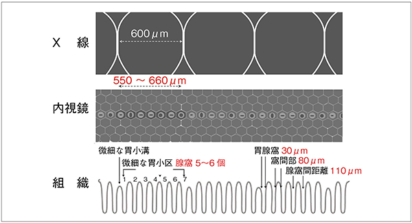 図8　基準型/原型の肉眼的な胃小区と組織学的な胃小区との対応想定 （佐賀県健康づくり財団 中原慶太先生との議論を基に作成）