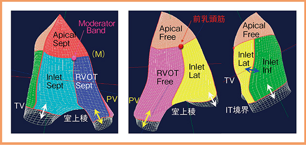 図9　3D RV Trackingによる右室7分割表示