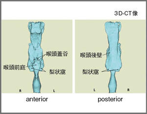 図4　咽頭と喉頭の形態（前後方向）