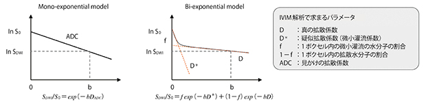 図1　IVIM解析における信号強度変化モデルおよび求まるパラメータ