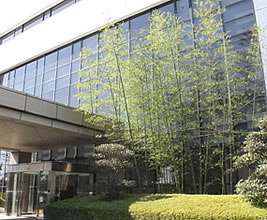 京都石清水産の竹の孫株を集めた竹林
