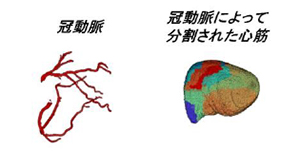 図2 抽出された冠動脈と，それによって栄養されている心筋