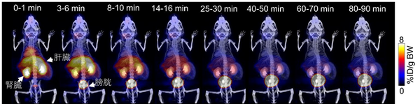 図4. [11C]グルタミン PET/CT マウス全身画像