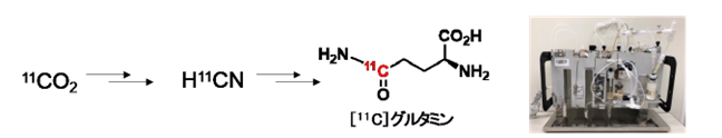 図1. [11C]グルタミンの合成工程と自動合成装置