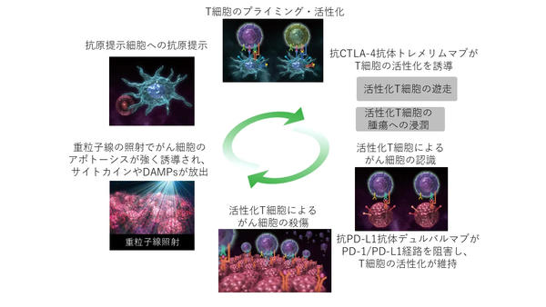 図: 免疫療法（抗PD-L1抗体＋抗CTLA-4抗体）と重粒子線治療との併用ががん免疫サイクルに与える好循環（イメージ）