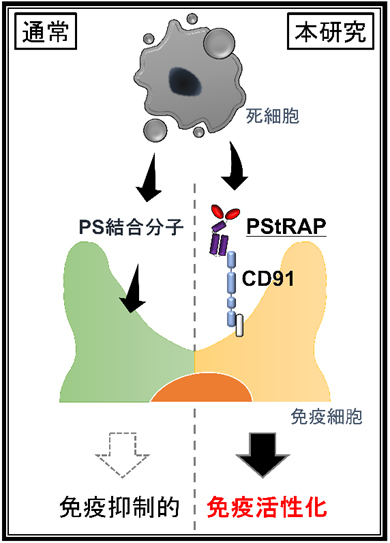 開発した人工タンパク質「ストラップ（PStRAP）」について