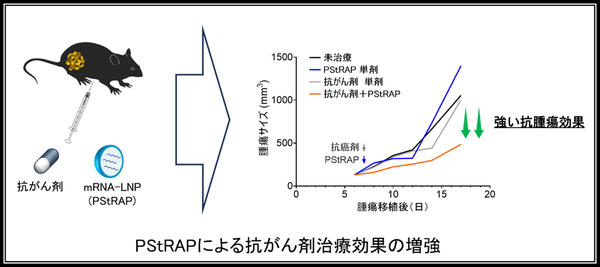 PStRAPによる抗がん剤治療効果の増強について